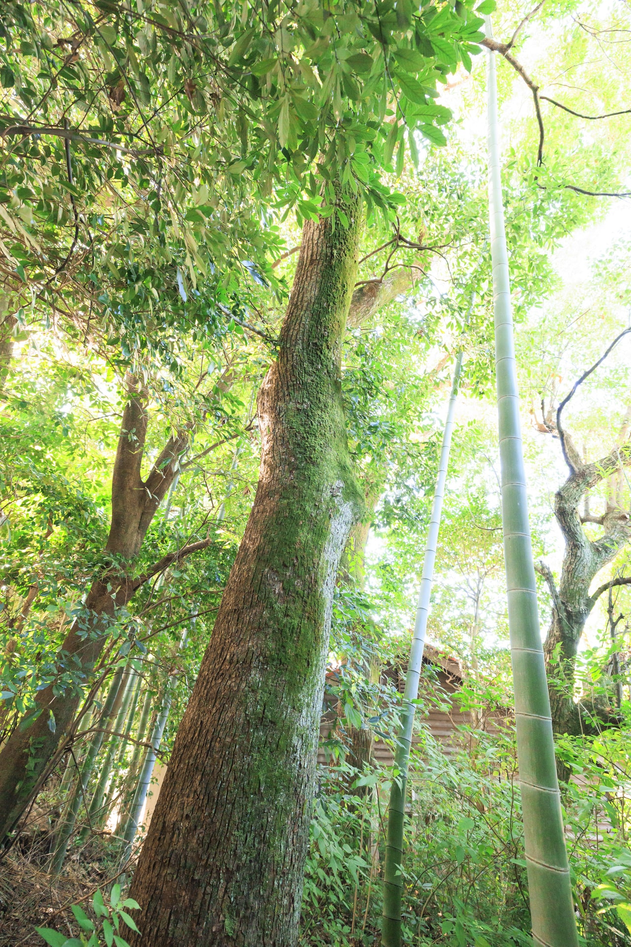 长崎樟树计划